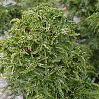 Acer palm Shishigashira #6