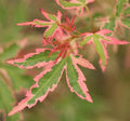 Acer palm Taylor #7
