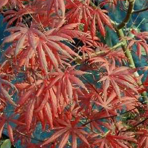 Acer palm Trompenburg 5'ht