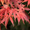 Acer palm Wakehurst Pink #3