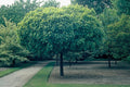 Acer plat Globosum #15