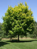 Acer plat Princeton Gold #15