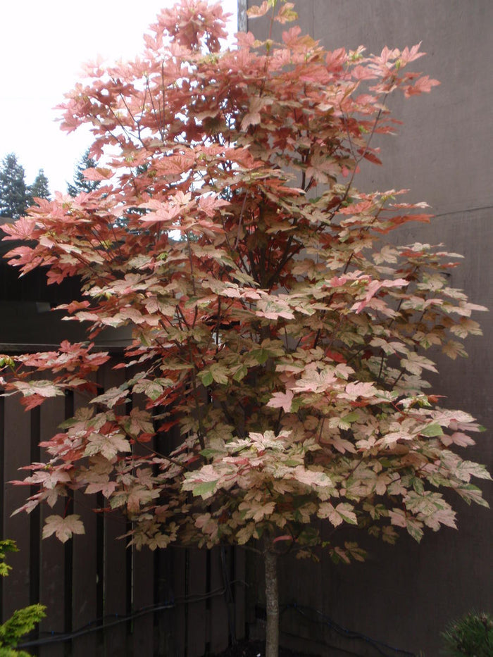 Acer pseudo Eskimo Sunset 6'