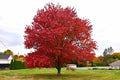 Acer rubrum #15