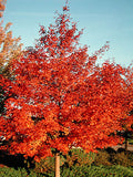 Acer x Pacific Sunset #15