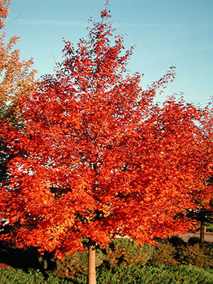 Acer x Pacific Sunset #15