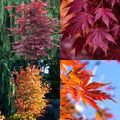 Acer x pseudo Alpenglow #6