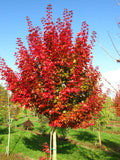 Acer x Ruby Sunset #15