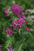 Achillea New Vintage™ Violet #1