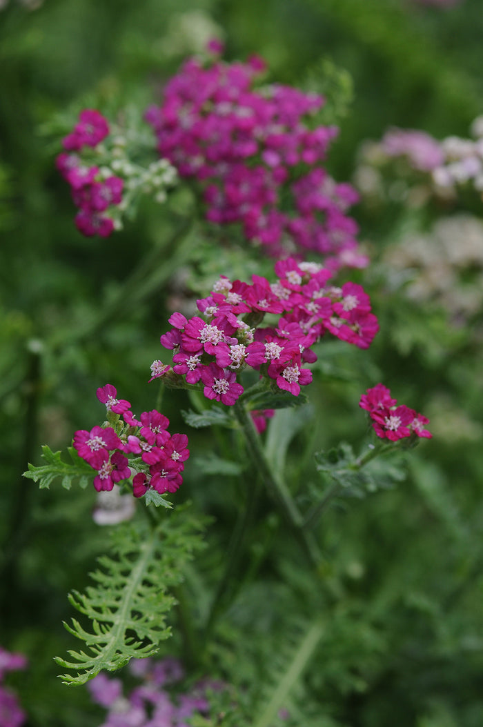 Achillea New Vintage™ Violet #1