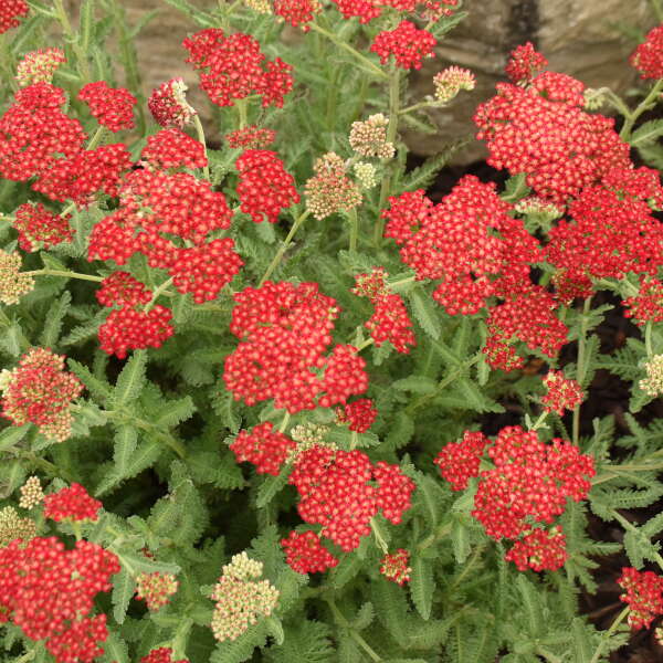Achillea Sassy Summer Sangria #1