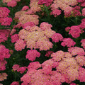 Achillea Sassy Summer Taffy #1