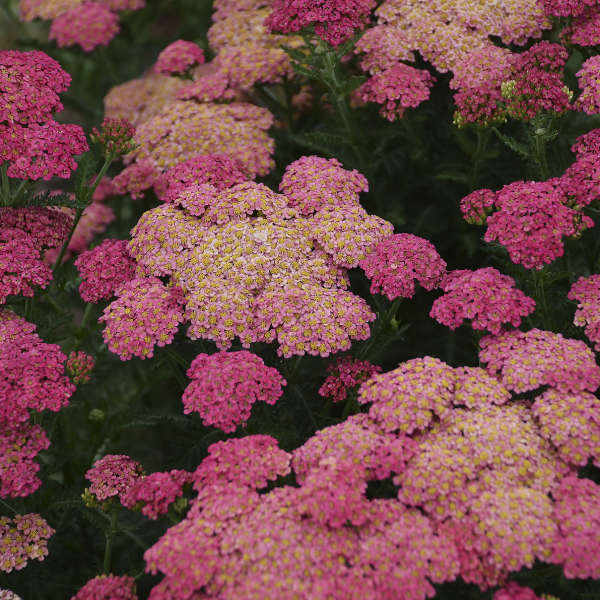 Achillea Sassy Summer Taffy #1