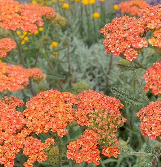 Achillea Terra Cotta #1