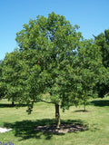 Aesculus glabra #3