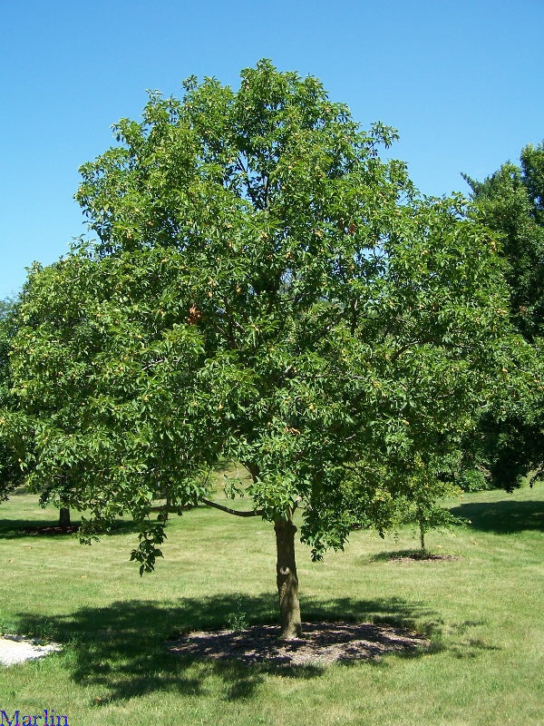 Aesculus glabra #7