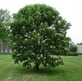 Aesculus hip Baumann