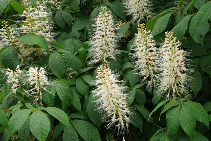 Aesculus parviflora #3