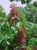 Aesculus pavia #3