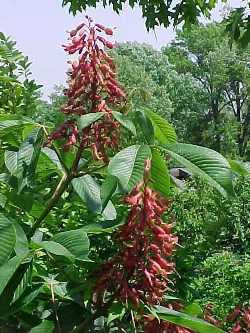Aesculus pavia #3