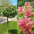 Aesculus pavia Koehnei #3