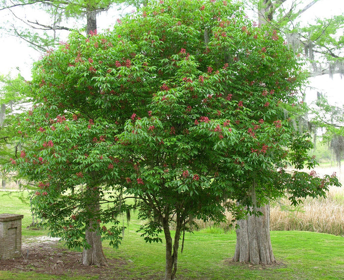 Aesculus pavia TF #7