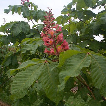 Aesculus x car Briotii #7