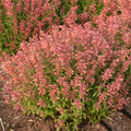 Agastache Guava Lava #1