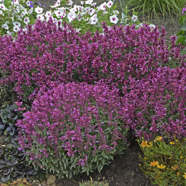 Agastache Rosie Posie #1