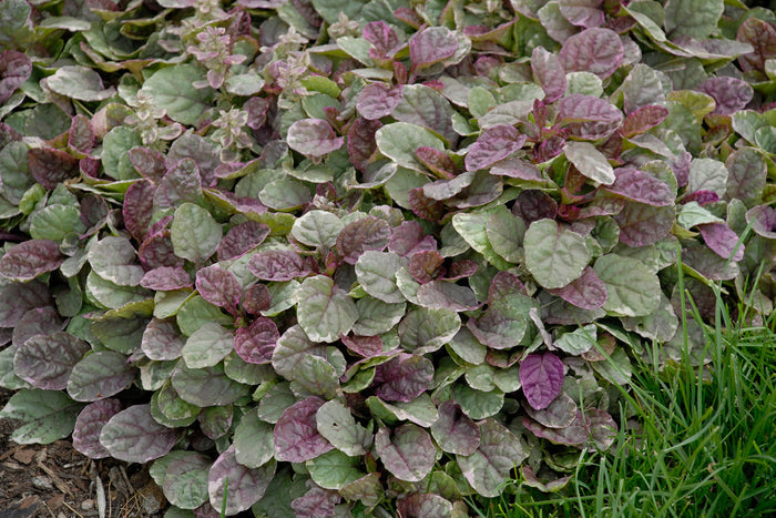 Ajuga Burgundy Glow #1