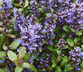 Ajuga Chocolate Chip #1