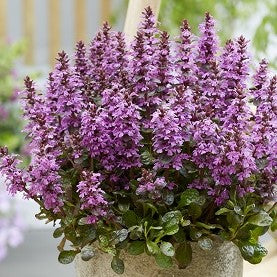 Ajuga Midnight Mystery™ #1