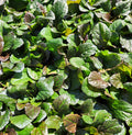 Ajuga reptans Bronze #1