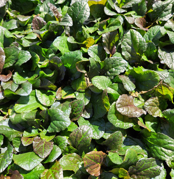 Ajuga reptans Bronze #1