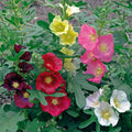 Alcea Las Vegas 1 qt