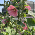 Alcea Spotlight Radiant Rose #1