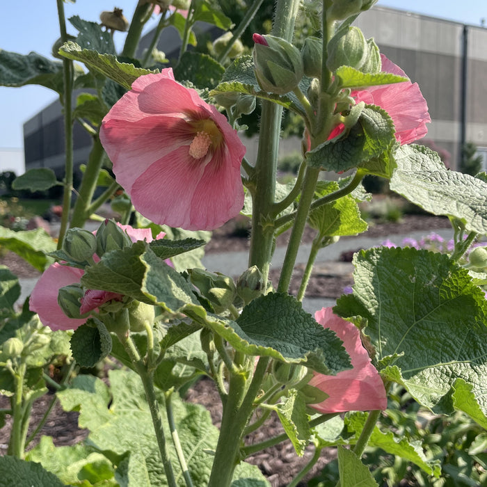 Alcea Spotlight Radiant Rose #1