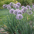 Allium Bubble Bath #1