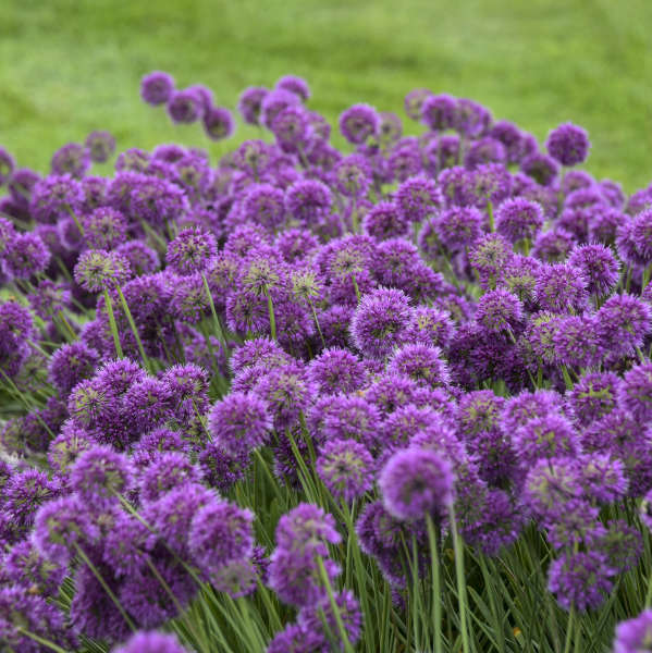 Allium Lavender Bubbles #1