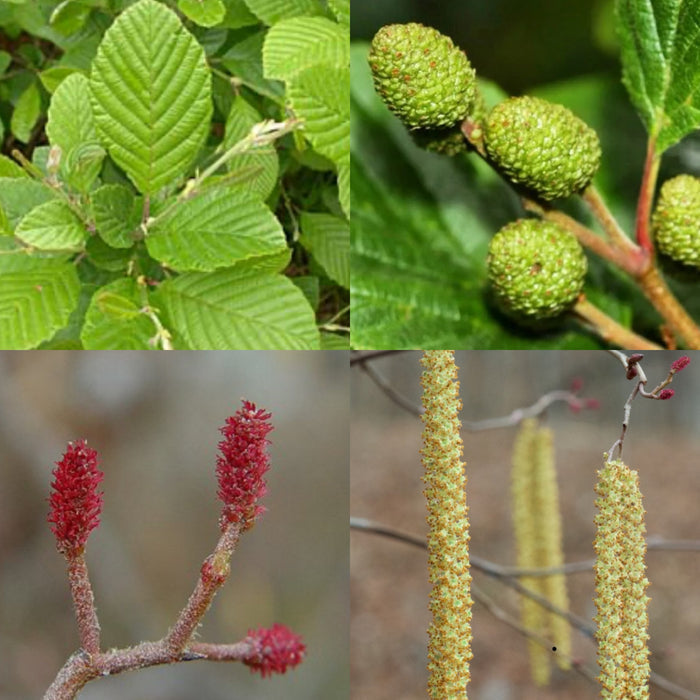 Alnus serrulata #3