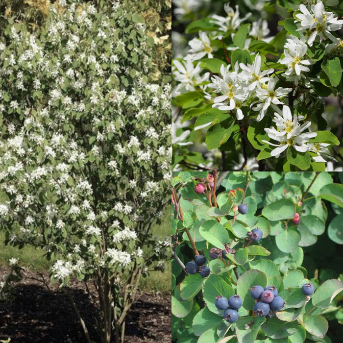 Amel alnifolia #3
