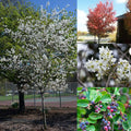 Amel Autumn Brilliance TF 2"