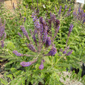 Amorpha canescens #3