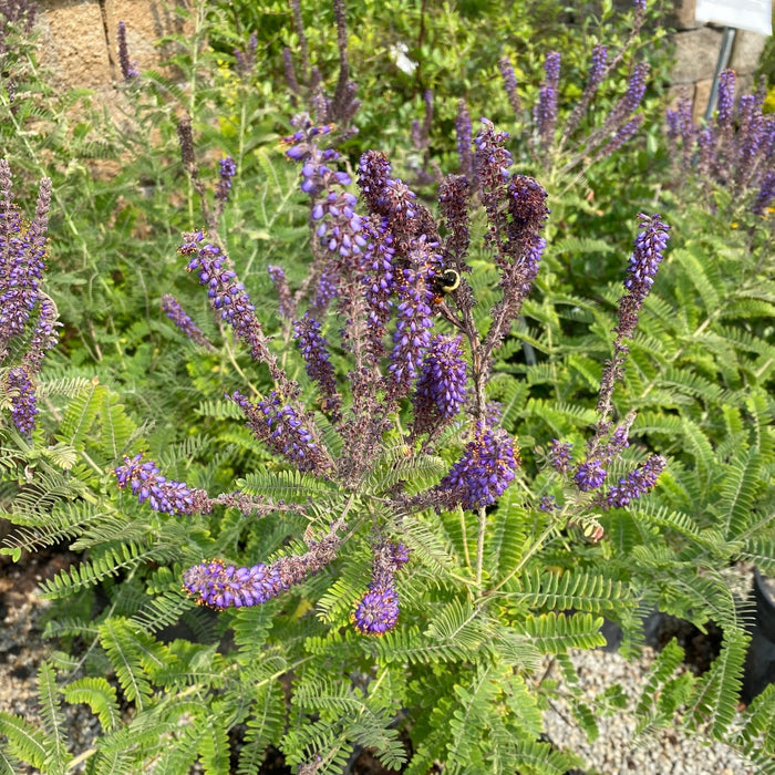 Amorpha canescens #3