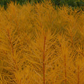 Amsonia Butterscotch #1