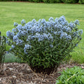 Amsonia Storm Cloud PW#1