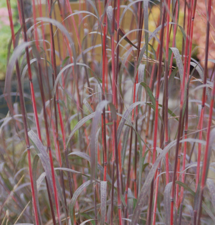 Andropogon g Holy Smoke #1