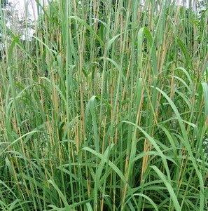 Andropogon gerardii #1