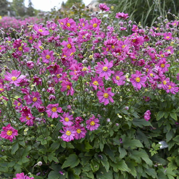 Anemone Curtain Call Deep Rose #1