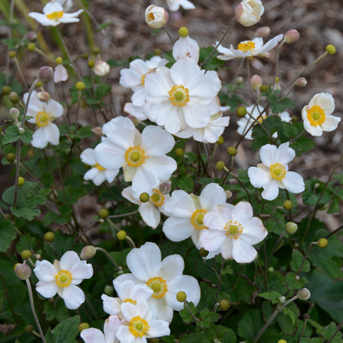 Anemone Honerine Jobert #1